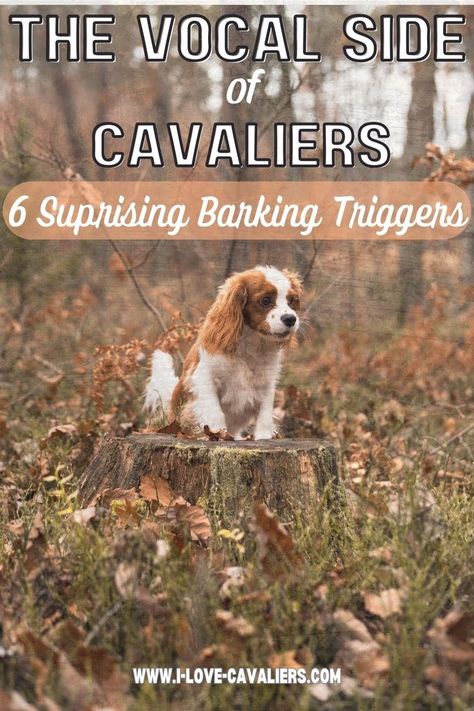 Cavalier King Charles Spaniel Haircut, Ruby Cavalier King Charles Spaniel Puppy, Ruby Cavalier King Charles Spaniel, Cavalier King Charles Spaniel Blenheim, Puppy Tips, Cavalier Dog, Cavalier King Charles Spaniel Tricolor, Spaniel Breeds, Cavalier King Charles Dog