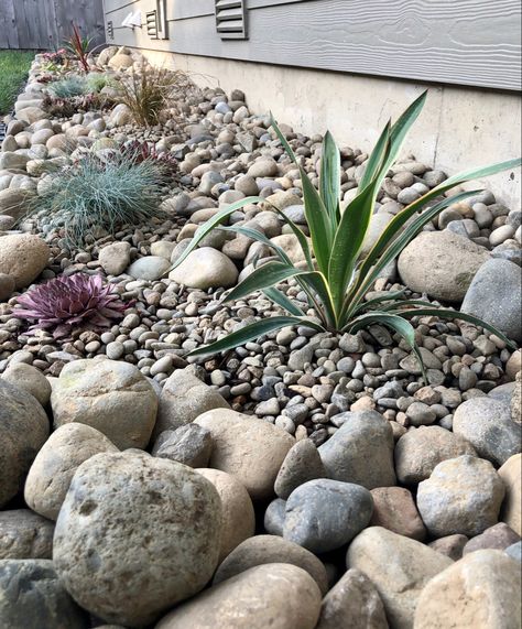 Succulent, ornamental grass, and decorative river rocks flowerbed Rock Flowerbed Ideas, Coastal Rock Garden, Stone Flower Bed In Front Of House, River Rock Flower Bed, River Stone Landscaping, Dry Riverbed Landscaping, Ranch Landscape, Patio Extension, Sidewalk Landscaping