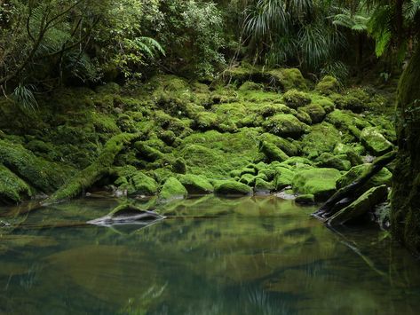 Green Pool, Deep Forest, Forest Fairy, Nature Aesthetic, Green Aesthetic, Mother Earth, Pretty Pictures, In The Middle, Mother Nature