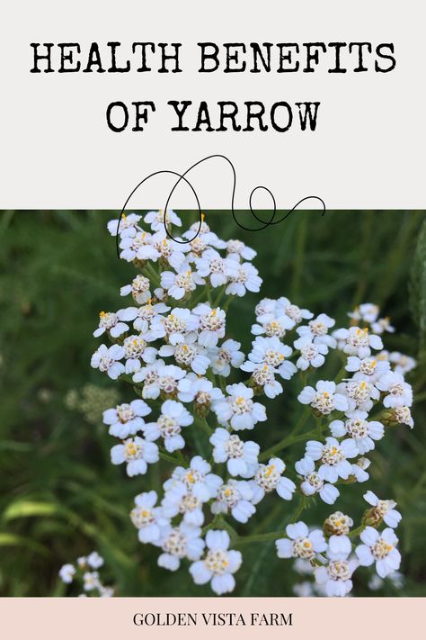 Learn about the health benefits of yarrow Yarrow Oil Benefits, Benefits Of Yarrow Tea, Yarrow Essential Oil Benefits, Yarrow Plant Benefits, Yarrow Tea Benefits, Yarrow Benefits, Benefits Of Yarrow, Yarrow Oil, Yarrow Essential Oil