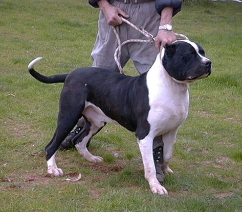 20 Bullmastiffs Mixed With Great Dane | Page 4 of 6 | The Paws Great Dane Mastiff, Mastiff Mix, Mutt Dog, American Bulldog Mix, Hybrid Dogs, Dog Mixes, Bull Terrier Mix, Purebred Dogs, Mixed Breed Dogs