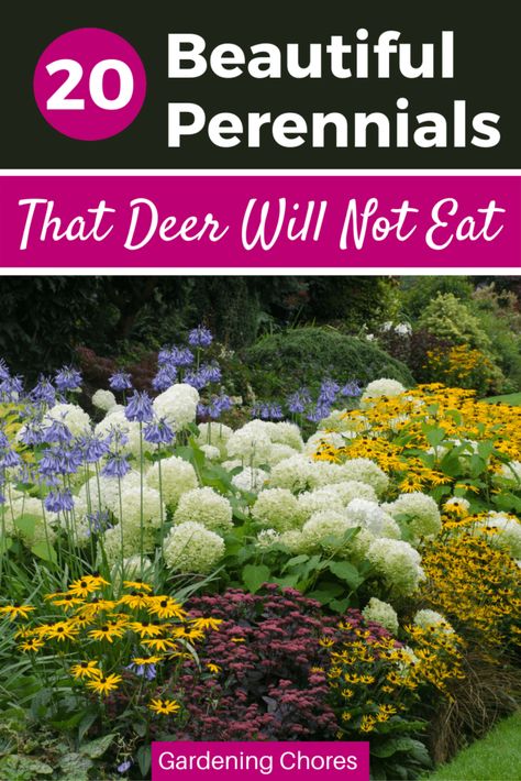 20 BEAUTIFUL PERENNIALS THAT DEER HATE Reseeding Annuals, Deer Resistant Garden Plans, Deer Resistant Landscaping, Deer Repellent, Deer Proof Plants, Deer Resistant Flowers, Deer Resistant Garden, Deer Resistant Perennials, Deer Resistant Plants