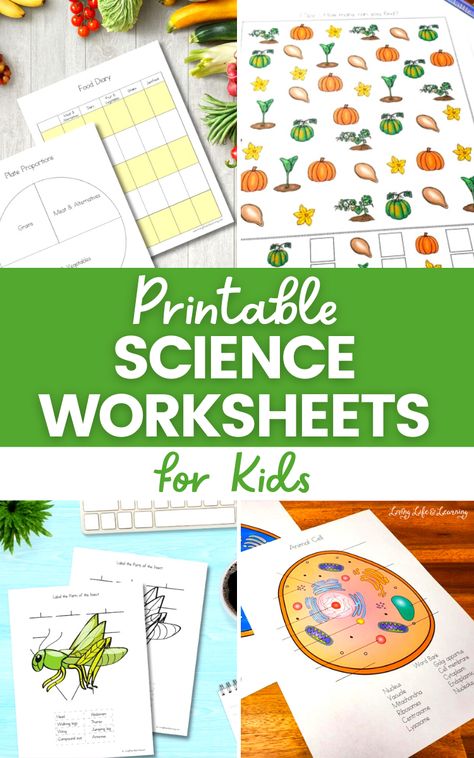 Kindergarten Science Worksheets, Fun Science Worksheets, Kindergarten Science Curriculum, Homeschool Worksheets Free, Homeschool Science Lessons, Science Fair Project Ideas, Fair Project Ideas, Free Science Worksheets, Kindergarten Science Activities