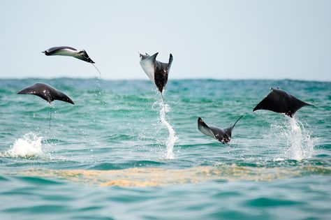 Ocean Wonders, Underwater Portrait, Frozen Heart, Save Our Oceans, Life Aquatic, Beautiful Sea Creatures, Surfing Photography, Ocean Conservation, Catching Fish