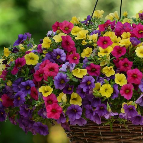 Calibrachoa Kabloom Denim Rose Yellow from Pan American Seed - Year of the Calibrachoa - National Garden Bureau Flower Fertilizer, Million Bells, Organic Gardening Pest Control, Flower Tower, Sun Perennials, Pan American, Flower Care, Annual Flowers, Plant Combinations