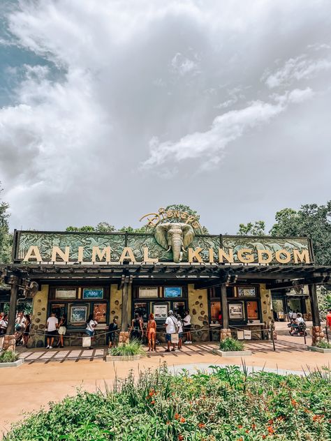 Disney Animal Kingdom Aesthetic, Disney World Parks Orlando, Animal Kingdom Photos, Animal Kingdom Mickey Ears, Disney Park Aesthetic, Animal Kingdom Photo Ideas, Disney Parks Aesthetic, Animal Kingdom Aesthetic, Theme Park Entrance