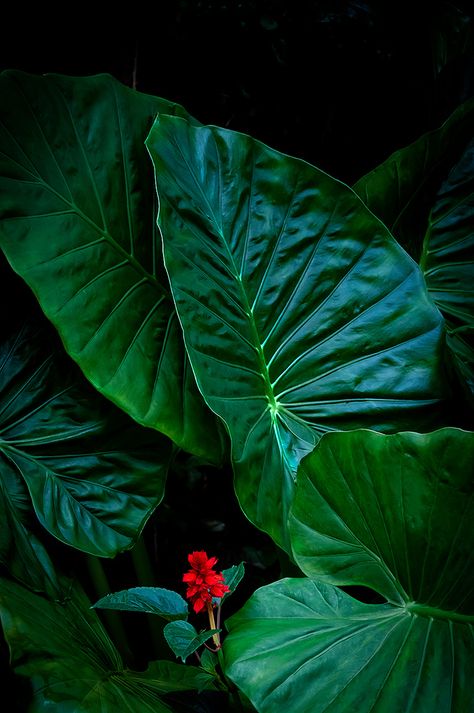 Indian Forest Photography, Big Leaves Painting, Tropical Forest Photography, Garden Of Eden Aesthetic, Jungle Reference, Plants With Big Leaves, Jungle Project, Brow Business, Fantasy Country