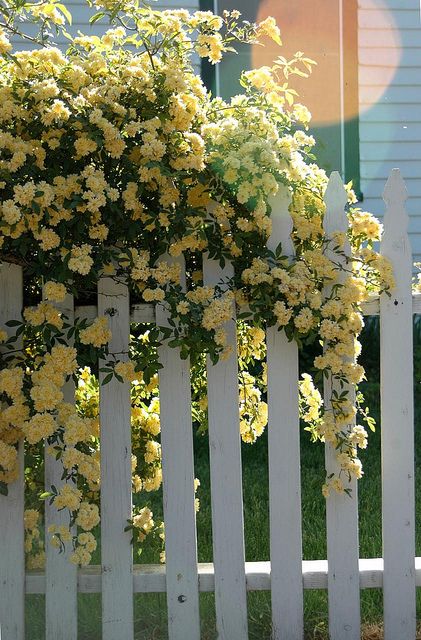 Lady Banks Rose- pale yellow, thornless, drought tolerant (for a rose), sun or partial shade. | Pastel Yellow Color Theory Yellow Climbing Rose, Cerca Natural, Lady Banks Rose, Yellow Cottage, Living Fence, Flowers Growing, White Picket Fence, Climbing Roses, Picket Fence