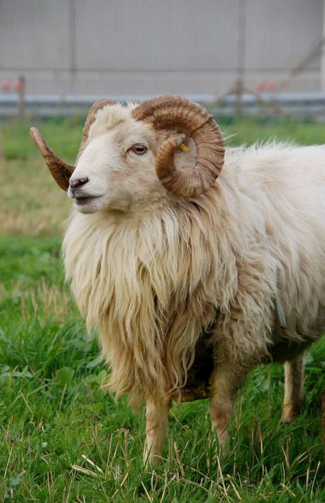 Skudde Sheep (Germany) Sheep Centaur, Goat Png, Primitive Sheep, Sheep Breeds, Outer Wear, Iron Age, Animal Kingdom, Farm Animals, Finland