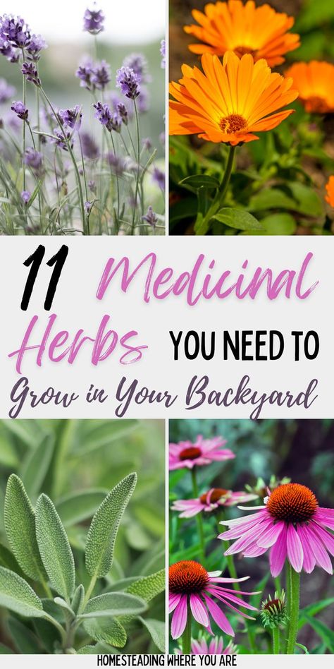 Medicinal herbs are easy to grow in your backyard or your herb garden. Many of these herbs are also flowering plants that attract beneficial insects to your garden, acting as natural pest control. Then, you can harvest the herbs and use them for herbal remedies all winter! Medicinal Herbs To Grow, Medicine Garden, Herbs To Grow, Medicinal Herbs Garden, Garden Remedies, Medical Herbs, Healing Garden, Herbal Plants, Natural Pest Control