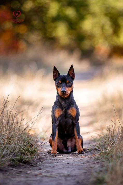 Min Pin Puppies, Miniature Doberman Pinscher, Miniature Doberman, Min Pin Dogs, Regard Animal, Miniature Pinscher Dog, German Pinscher, Mini Pinscher, Alley Cats