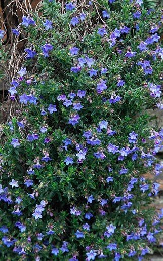 How to plant a steep, sunny bank | The Telegraph Planting Slopes, Terraced Slope, Lithodora Diffusa, Slope Gardening, Steep Hillside Landscaping, Slope Garden, Slope Landscaping, Landscaping A Slope, Hillside Garden