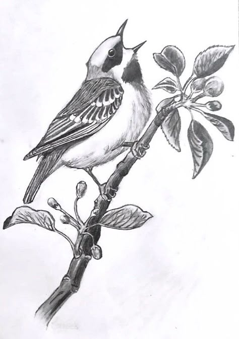 Pencil shading of a beautiful small bird singing in the branch of a tree. Made in 2020. Birds In Pencil Shading, Bird Study Sketch, Nature Study Sketch, Singing Drawing, Bird Pencil Drawing, Grapes And Cheese, Branch Drawing, Bird Singing, Plant Sketches