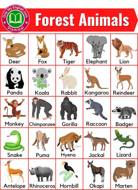 Herbivores Animals, Animals Name With Picture, Animals Name List, Herbivorous Animals, Animal Pictures For Kids, Animals Name In English, Animals Name, Carnivorous Animals, Pola Kotak