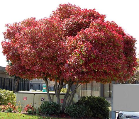 Mature Fraser's Photinia (Photinia x fraseri) pruned as a tree. [Swansons has 5 gal in stock now] Red Tip Photinia Landscaping, Photinia Tree, Red Tip Photinia, Photinia Fraseri Red Robin, Fence Plants, Green Fence, Types Of Fences, Front Yard Fence, Beautiful Trees