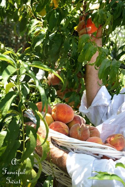 Lovee picking peaches... Picking Peaches, Pencil Reference, Peach Picking, Peach Farm, 2024 Photoshoot, Farm Photoshoot, Picking Fruit, Peach Orchard, Fruit Farm