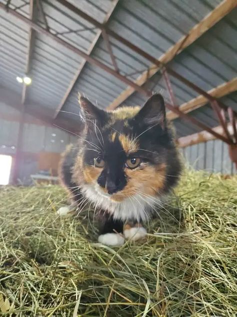 Backyard Farm Animals, Farm Pets, Ranch Animals, Solitary Life, Country Core, Farm Cat, Ancient Dogs, Barn Cat, Feral Kittens