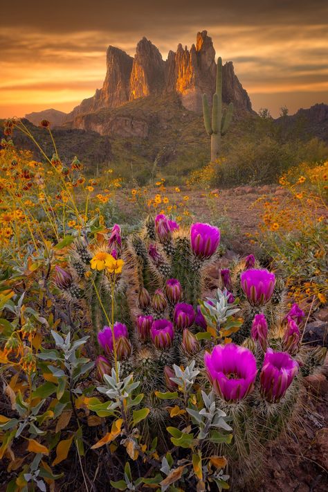 Super bloom is not a common occurrence in the South West. It may happen every 5 or even 10 years, when the western states get a lot of rain and the earth can soak up all the water, producing a mega bloom of desert flowers that sometimes cover the entire mountains. Last bloom I was able to photograph was in 2017. But back then I wasn't really shooting photography seriously, so I missed most of it. In 2019, I also couldn't go, but also it wasn't as great as it can be. But this year in 2023, I fina Southwest Aesthetic, Superstition Mountains Arizona, Arizona Aesthetic, Desert Pictures, Rivers In The Desert, Spring Sunset, Super Bloom, Cottagecore Vibes, Desert Bloom