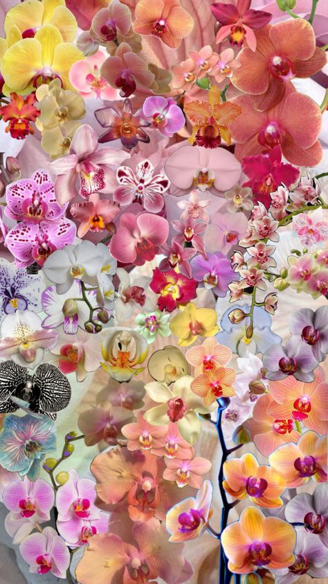 orchids #orchid #flowers Orchids Wallpaper Aesthetic, Orchid Wallpaper Laptop, Orchid Wallpaper Aesthetic, Orchids Background, Orchid Flower Aesthetic, Orchids Aesthetic, Orchids Wallpaper, Hibiscus Flower Wallpaper Aesthetic, Orchid Aesthetic