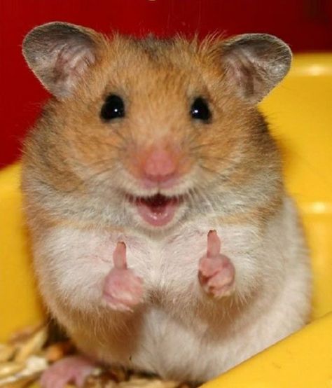 pinning just so I have this picture to reply to someone when they text me something stupid. Smiling Animals, Cele Mai Drăguțe Animale, Funny Hamsters, Koci Humor, A Hamster, Haiwan Lucu, Cute Hamsters, Pet Day, Haiwan Peliharaan