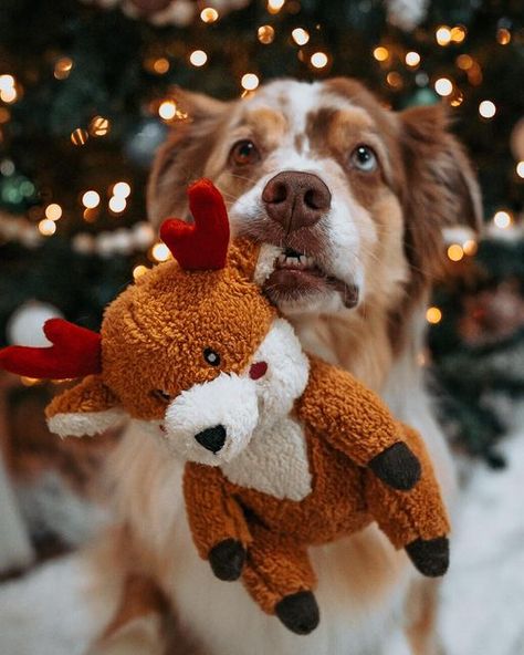 Dog And Owner Photoshoot Christmas, Dogs Christmas Pictures, Christmas Card Pictures With Dogs, Christmas Card With Dog Couple, Dog Christmas Pictures With Owner, Puppy Picture Ideas, Christmas Card Photo Ideas With Dog, Christmas Dog Photography, Holiday Dog Photos