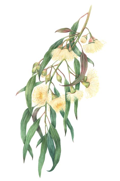 Eucalyptus by Daria Vinokurova Australian Eucalyptus Tree, Eucalyptus Tree Tattoo, Myth Painting, Eucalyptus Drawing, Flowering Gum, Colour Flowers, Flannel Flower, Gum Tree, Festival 2024