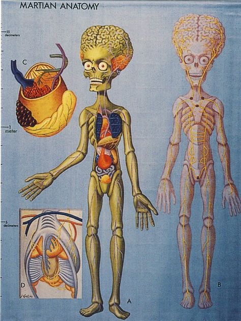 Martian anatomy. Robot Monster, Mars Attacks, Alien Art, Science Fiction Art, Tv Movie, Anatomy Art, The Martian, Cthulhu, Sci Fi Art