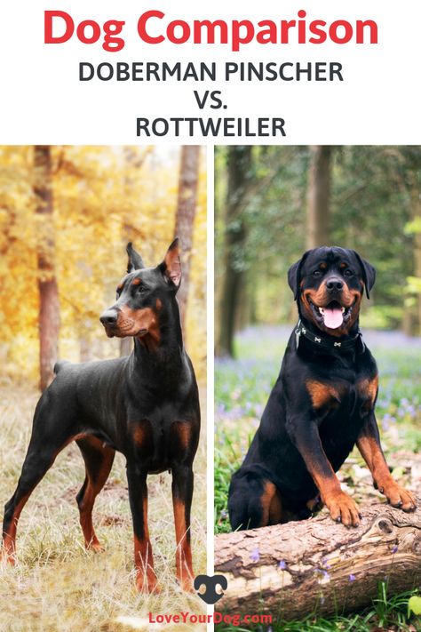 Rotweiler Pup Aesthetic, Rotweiller Puppy Aesthetic, Doberman And Rottweiler, Rottweiler And Doberman, Doberman Pinscher Aesthetic, Cute Rottweiler, Rottweiler Breed, German Pinscher, Dog Advice