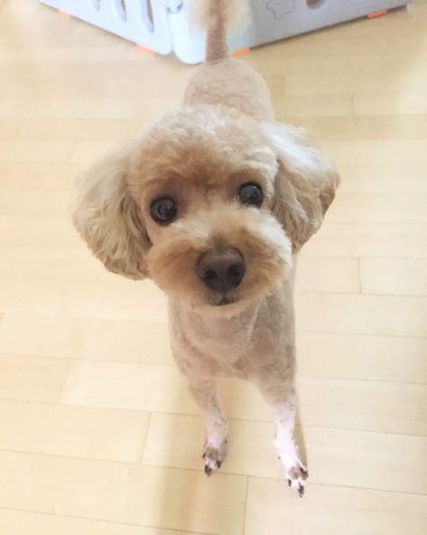 Japanese Poodle Grooming, Poodle Haircuts Miniature, Toy Poodle Shaved, Toy Poodle Haircut Styles Short, Short Toy Poodle Haircut, Summer Poodle Cuts, Teddy Bear Poodle Haircut, Poodle Summer Haircut, Poodle Summer Cut