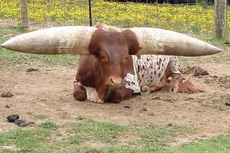 Top 10 Strange, Rare and Unusual Breeds of Cow Breeds Of Cows, Bizarre Animals, Animals With Horns, Long Horns, Longhorn Cattle, Bull Cow, Surprising Facts, An Animal, Animal Shelter