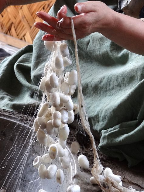 Silk Cocoons in Hand - Yodgorlik (Souvenir) Silk Factory - Margilon - Uzbekistan Silkworm Cocoon, Silk Road, Central Asia, Silk Thread, Textile Art, Natural Fibers, Silk Fabric, Fiber Art, Spinning