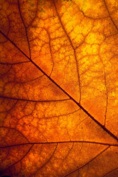 Hot Orange Aesthetic, Burnt Orange Wallpaper Iphone, Orange Fall Background, Brown And Orange Aesthetic, Dark Orange Aesthetic Wallpaper, Autumn Leaf Aesthetic, Deep Orange Aesthetic, Orange Aesthetic Fall, Orange Brown Aesthetic