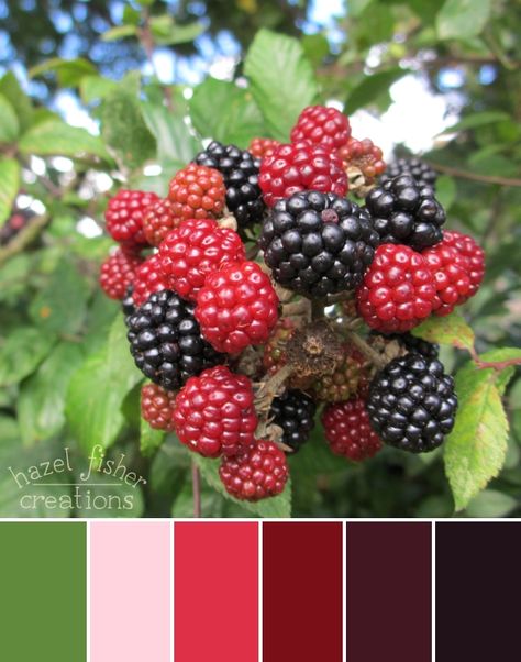 Autumn Blackberries colour palette hazelfishercreations Rose Hawthorne, Blackberry Color, Tyrian Purple, Fruit Bat, Cafe Branding, Color Schemes Colour Palettes, Prussian Blue, Oxford Blue, Purple Plum