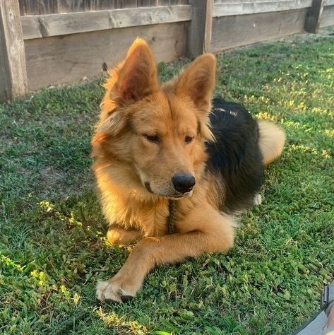 Archer is an adoptable Dog - German Shepherd Dog & Golden Retriever Mix searching for a forever family near La Pine, OR. Use Petfinder to find adoptable pets in your area. German Shepherd X Golden Retriever, Labrador German Shepard Mix Dogs, Golden Retriever Mix With German Shepard, German Shepherd And Golden Retriever Mix Puppies, Golden Retriever And German Shepherd Mix Dogs, Golden Shepherd Puppy, Golden Retriever German Shepherd Cross, Golden German Shepherd, Golden Retriever German Shepherd Puppies