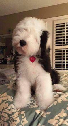 English Sheepdog Puppy, Puppy Fluffy, Big Fluffy Dogs, Sheepadoodle Puppy, Sheep Dogs, Sheep Dog, Terra Nova, Puppies And Kitties, English Sheepdog