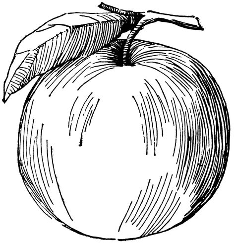 Apple | cross contour Cross Contour Line Drawing, Photo To Line Drawing, Apple Clipart, Plant Products, Drawing Apple, Contour Line Drawing, Guavas, Fruit Clipart, Stippling Art