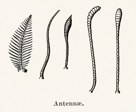 Antennae from Moths and butterflies of the United States (1900) by Sherman F. Denton (1856-1937). Digitally enhanced from our own publication. Bug Antenna, Insect Antenna, How To Draw Moth Wings, Moth Antenna Drawing, Moth Antenna, Cute Moth, Moth Wings, Insect Crafts, Wings Drawing