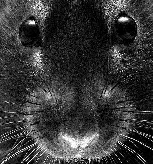 rat face Rat Face, Adorable Rats, Baby Rats, Fancy Rat, Cute Rats, Mouse Rat, Pet Rats, Homemade Food, Rodents