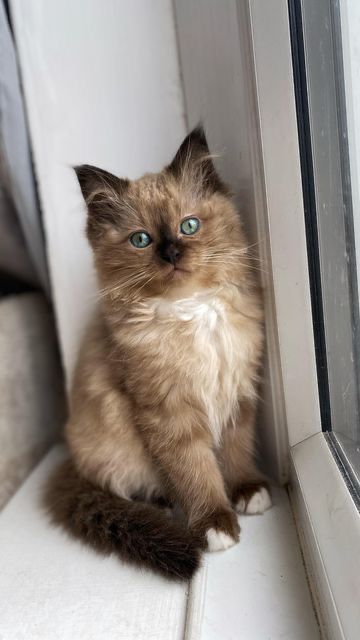 Cute Cats Brown, Rag Doll Cat Ragdoll Kittens, Seal Mink Ragdoll, Mink Ragdoll Cat, Brown Ragdoll Kitten, Ragdoll Cats And Kittens, Brown Ragdoll Cat, Ragdoll Cat Aesthetic, Ragdoll Cat Kitten