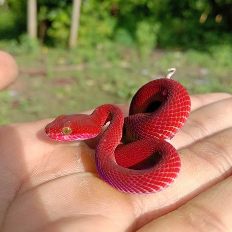 Red Snake Aesthetic, Red Snakes, Justin Bieber Music Videos, Snake Red, Red Animals, Baby Snakes, Pretty Snakes, Small Snakes, Red Snake