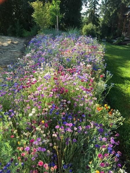 Backyard Zen, Drømme Liv, Indoor Herb, Garden Hacks, Výtvarné Reference, Nothing But Flowers, Wildflower Garden, Urban Oasis, Garden Trellis