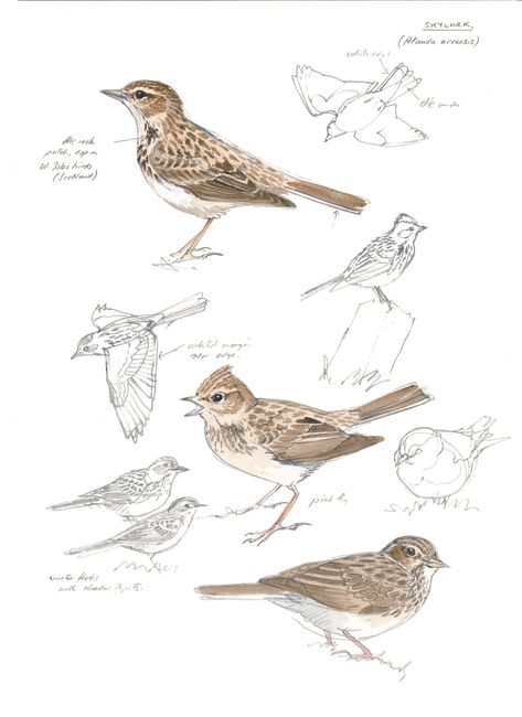 Skylark Illustration, Skylark Tattoo, Skylark Bird, Sketch Nature, Botanical Sketchbook, Nature Journaling, Bird Sketch, Nature Sketch, Journaling Inspiration