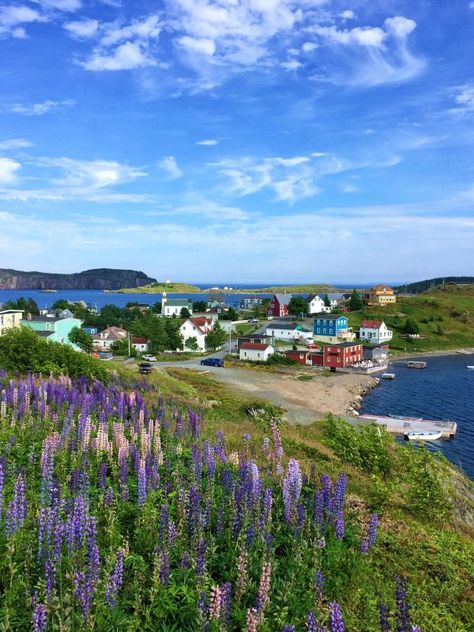 Family travel in Newfoundland, Canada - Simple Bites Fogo Island Newfoundland, East Coast Canada, Halifax Canada, Newfoundland Travel, Background Reference, Newfoundland Canada, Canada Road Trip, Travel Canada, Visit Canada