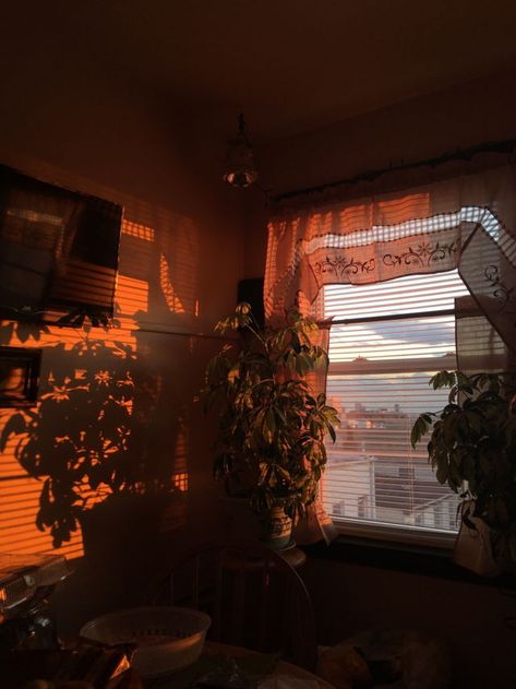 Through The Window, The Room, The Window, The Table, The Sun, Sun, Living Room, Plants