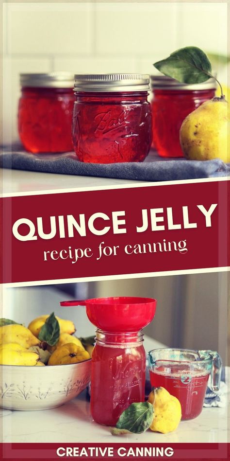 Quince Jelly Recipe Without Pectin: Jelly Recipes for Canning - Quince jelly is an easy way to use quince, and it preserves this fragrant fruit right on your pantry shelf. If you're looking for quince recipes, you simply must try this homemade jelly! This preserving food recipe is a snap! Jelly Recipes For Canning, Canning Jelly Recipes, Canning Fruit Recipes, Canning Jelly, Recipes For Canning, Root Vegetable Gratin, Quince Recipes, Quince Jelly, Pressure Canning Recipes