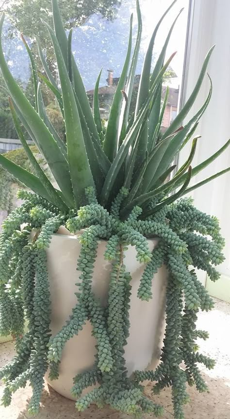 Cereus Cactus, Cactus Arrangement, Container Garden Design, Succulent Garden Design, Potted Plants Outdoor, Succulent Garden Diy, Container Gardening Flowers, Succulent Gardening, Garden Types