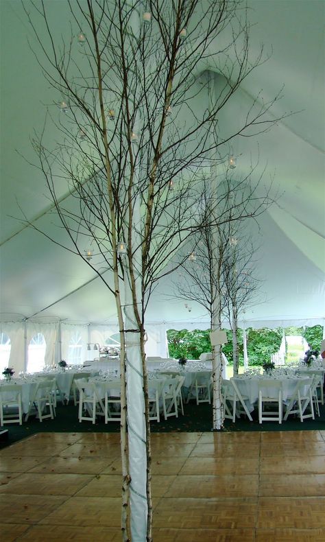 Birch trees attached to tent poles. Echo Lake. Marquee Decoration, Wedding Tree Decorations, Tent Decor, Tree Tent, Board Wedding, Tent Decorations, Indoor Trees, Tent Reception, Tent Poles