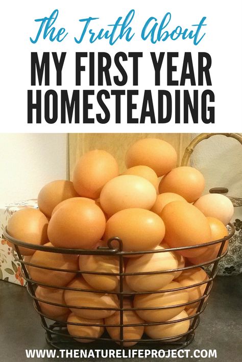 The Truth About My First Year Homesteading Selling Eggs, Healty Dinner, Homesteading Diy, Homesteading Skills, Backyard Farming, Frugal Living Tips, Hobby Farms, Off Grid Living, Ways To Earn Money