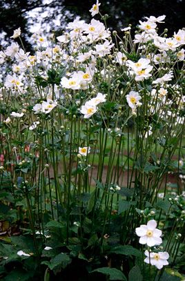 Japanese anemone 'Honorine Jobert' Anemone Hybrida Honorine Jobert, Japanese Anemone Honorine Jobert, Honorine Jobert Anemone, Anemone Japonica Honorine Jobert, Anemone Honorine Jobert, Victorian Fountain, Anemone Garden, Japanese Anemone, Planting Plan