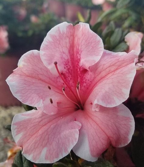 Queensland Garden, Azaleas Landscaping, Azaleas Care, Southern Landscape, Azalea Flower, Pink Azaleas, Aesthetic Roses, Flower Therapy, Pretty Flower